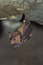 Bat roosting, Utria National Park, Colombia