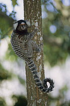 Common Marmoset (Callithrix jacchus) on tree trunk, Brazil