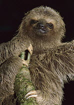 Brown-throated Three-toed Sloth (Bradypus variegatus), Gorgona Island, Colombia