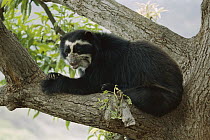 Spectacled Bear (Tremarctos ornatus) in tree, Peru