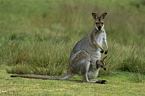Red-necked Wallaby (Macropus rufogriseus) mother with baby, Bunya Mountains National Park, Australia
