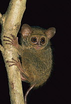 Spectral Tarsier (Tarsius tarsier) juvenile, Tangkoko Nature Reserve, Sulawesi, Indonesia