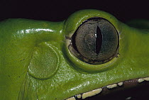 Giant Monkey Frog (Phyllomedusa bicolor) head, Tambopata-Candamo Nature Reserve, Peru