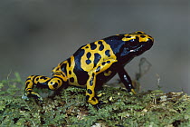 Yellow-banded Poison Dart Frog (Dendrobates leucomelas) portrait, Canaima National Park, Venezuela