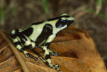 Green and Black Poison Dart Frog (Dendrobates auratus), Costa Rica