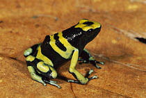 Yellow-banded Poison Dart Frog (Dendrobates leucomelas) portrait, Los Llanos, Venezuela