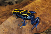 Dyeing Poison Dart Frog (Dendrobates tinctorius) portrait, Kaw Mountains, French Guiana