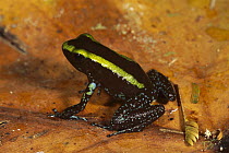 Kokoe Poison Dart Frog (Phyllobates aurotaenia), Colombia