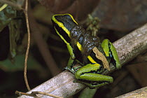 Three-striped Poison Dart Frog (Ameerega trivittata) parent carrying tadpoles to temporary ponds, Tambopata, Peru