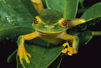 Dainty Tree Frog (Litoria gracilenta), Mossman Gorge, Australia