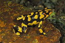 Harlequin Poison Dart Frog (Dendrobates histrionicus) portrait, Farallones de Cali, Colombia