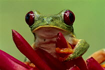 Red-eyed Tree Frog (Agalychnis callidryas) on Heliconia (Heliconia sp) flower, Cahuita National Park, Costa Rica