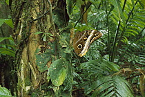 Owl Butterfly (Caligo sp) in rainforest, La Selva, Costa Rica