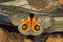 Moth (Automeris sp), Guyana