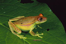 Polka-dot Treefrog (Hypsiboas punctatus) on leaf, Manu National Park, Peru