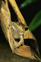 Tree Frog (Hylidae) on leaf, Farallones de Cali, Colombia