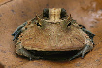 Amazon Horned Frog (Ceratophrys cornuta) portrait, Tambopata-Candamo Nature Reserve, Peru