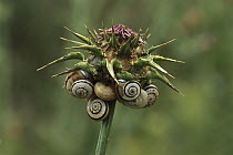 Land Snail (Helicella sp) group on Milk Thistle (Silybum marianum), Camargue, France