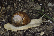 Edible Snail (Helix pomatia), Aurigeno, Switzerland