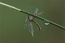 Giant Crane Fly (Tipula maxima) covered with dew, Switzerland