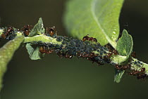 Ant (Myrmica sp) workers foraging on Aphid (Aphidoidea) colony, Switzerland