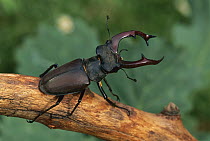 Stag Beetle (Lucanus cervus) male, France