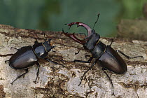 Stag Beetle (Lucanus cervus) male and female, France