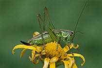 Roesel's Bush-cricket (Metrioptera roeseli) female, Switzerland
