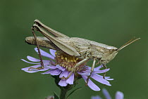 Large Gold Grasshopper (Chrysochraon dispar) female, Switzerland