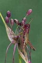 Meadow Grasshopper (Chorthippus parallelus) female, Switzerland