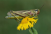 Large Marsh Grasshopper (Mecostethus grossus) female on flower, Switzerland