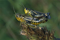 Tooth-legged Grasshopper (Arcyptera fusca) pair mating, Switzerland