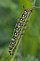 Spurge Hawk Moth (Celerio euphorbiae) caterpillar, Switzerland