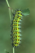 Emperor Moth (Pavonia pavonia) caterpillar eating leaf, Switzerland