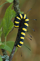 Alder Moth (Apatele alni) caterpillar, Switzerland