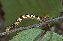 Mottled Umber (Erannis defoliaria) caterpillar moving across branch, Switzerland. Sequence 1 of 2