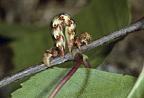 Mottled Umber (Erannis defoliaria) caterpillar moving across branch, Switzerland. Sequence 1 of 2.