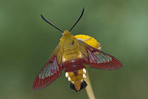 Broad-bordered Bee Hawk Moth (Hemaris fuciformis) on flower, Switzerland