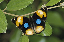 Yello Pansy (Junonia hierta) butterfly, Morondava, Madagascar