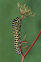 Oldworld Swallowtail (Papilio machaon) caterpillar, Switzerland