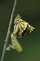 Oldworld Swallowtail (Papilio machaon) emerged from chrysalis, Switzerland