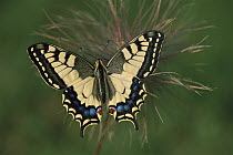 Oldworld Swallowtail (Papilio machaon), Switzerland