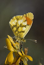 Provence Orange Tip (Anthocharis eupenoides) butterfly, Nimes, France
