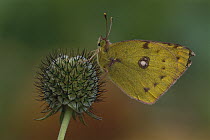 Pale Clouded Yellow (Colias hyale) butterfly, Switzerland