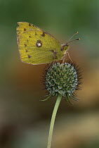 Pale Clouded Yellow (Colias hyale) butterfly, Switzerland