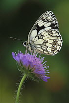 Marbled White (Melanargia galathea) butterfly on flower, Switzerland