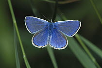 Common Blue (Polyommatus icarus) butterfly male, Switzerland