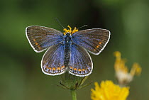 Common Blue (Polyommatus icarus) butterfly female, Switzerland
