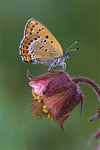 Violet Copper (Lycaena helle) butterfly, Switzerland