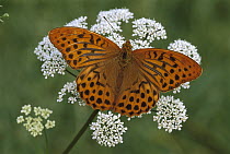 Silver-washed Fritillary (Argynnis paphia) butterfly, Switzerland